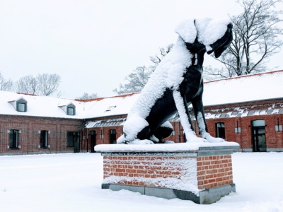 Le Dogue du Domaine de Luchin sous la neige le 23 janvier dernier (photo LOSC)